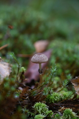 Psathyrella sphagnicola
