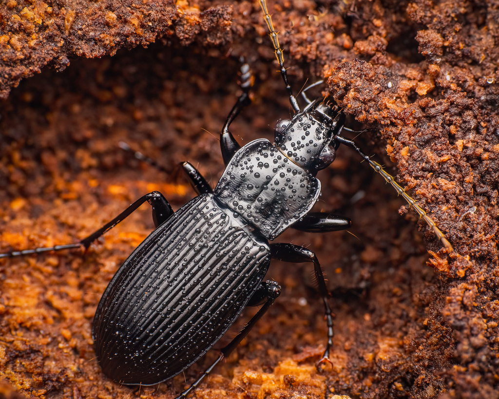 Pterostichus niger niger