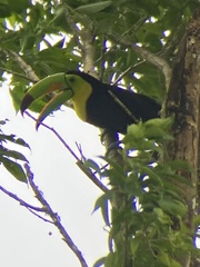 Ramphastos sulfuratus image