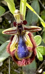 Ophrys speculum