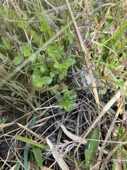 Houstonia procumbens