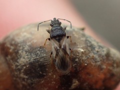 Metopoplax ditomoides
