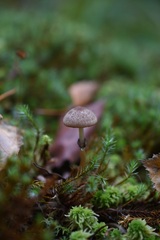 Psathyrella sphagnicola