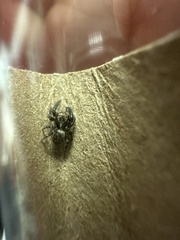 Pseudeuophrys erratica