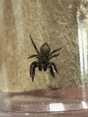 Pseudeuophrys erratica