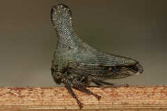 Glossonotus acuminatus