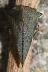 Glossonotus acuminatus