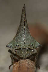 Glossonotus acuminatus