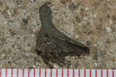 Glossonotus acuminatus