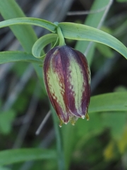 Fritillaria messanensis