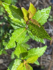 Viburnum obovatum