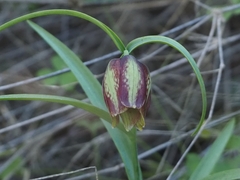 Fritillaria messanensis