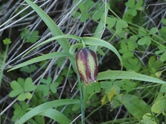 Fritillaria messanensis