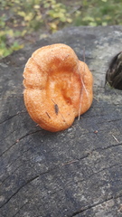 Lactarius porniniae
