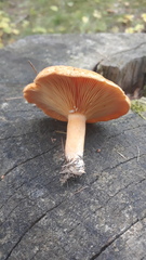 Lactarius porniniae