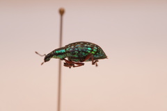 Chauliopleurus viridisquamans