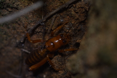 Cratomelus armatus