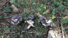 Russula favrei
