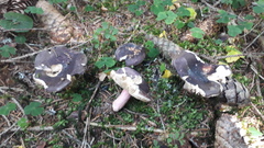 Russula favrei