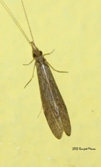 Leptoceridae