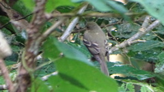 Empidonax virescens
