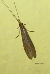 Leptoceridae
