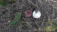 Russula integra purpurella