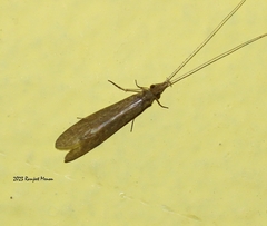 Leptoceridae
