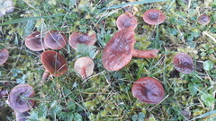 Lactarius badiosanguineus