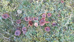 Lactarius badiosanguineus
