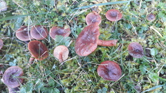 Lactarius badiosanguineus