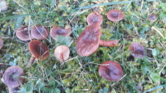 Lactarius badiosanguineus