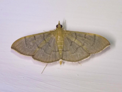 Poliobotys ablactalis