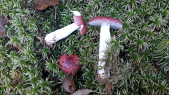 Russula aquosa