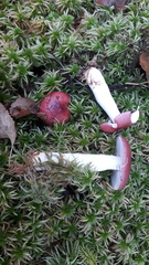 Russula aquosa
