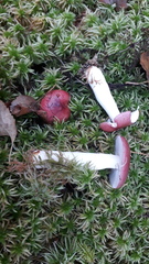 Russula aquosa