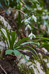 Galanthus woronowii
