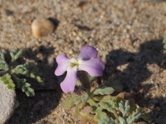 Matthiola tricuspidata