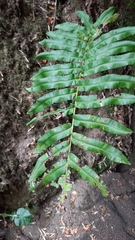 Blechnum capense