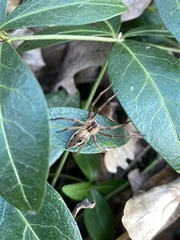 Pisaura mirabilis