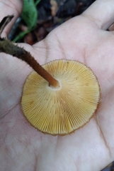 Lentinus crinitus