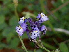 Linaria algarviana