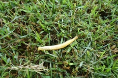 Elisolimax flavescens
