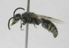 Paratiphia claripennis