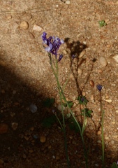 Linaria algarviana
