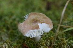 Russula nitida