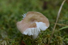 Russula nitida