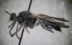 Laphria canis