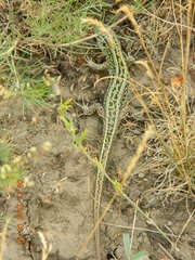 Lacerta agilis chersonensis
