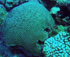 Pseudodiploria strigosa